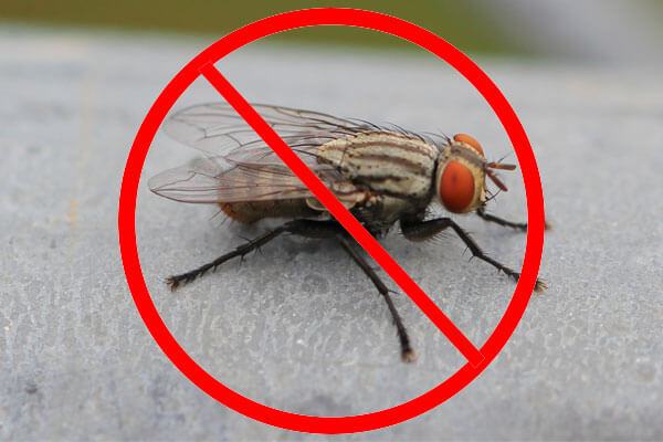 PEST CONTROL SERVICE